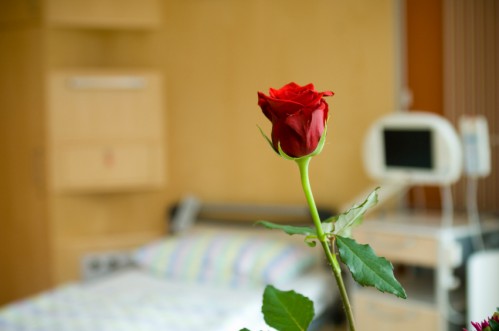 Rose am Krankenbett